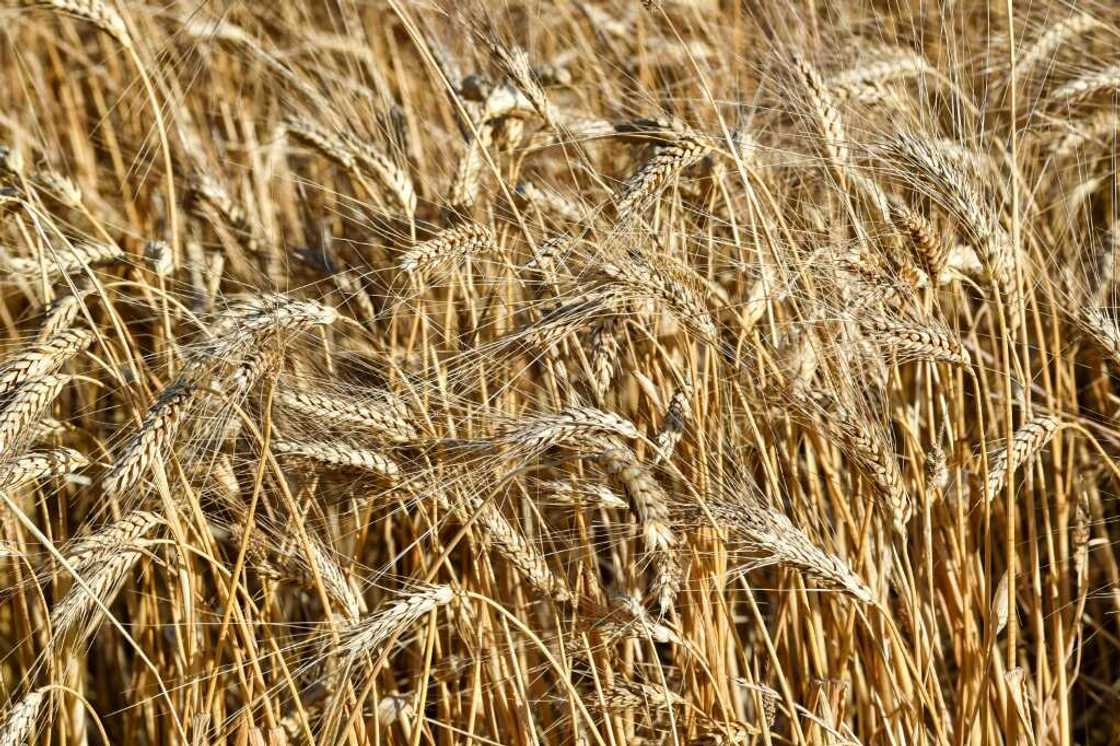 Unharvested wheat kernels in a field in the Sidi Thabet region Unharvested wheat kernels in a field in the Sidi Thabet region