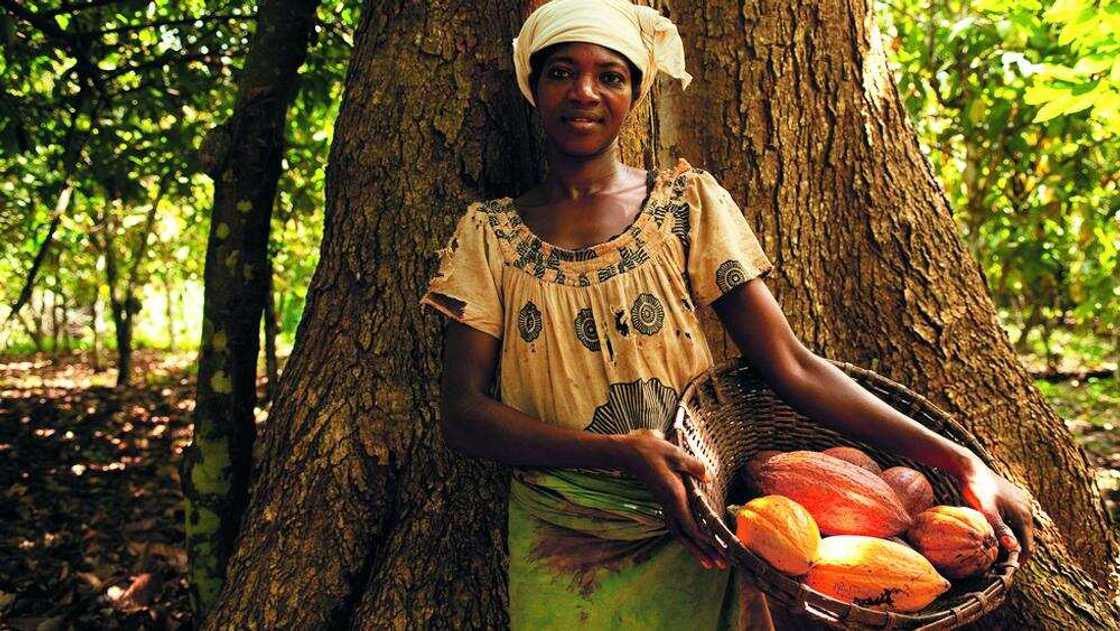 Nestle Nigeria contacts Nestle Nigeria contacts