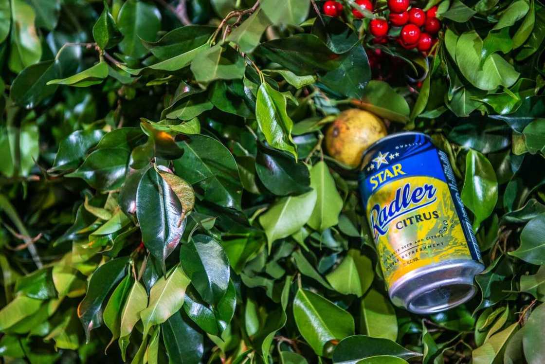 Here is why you should try the new Star Radler’s citrus fruit variant