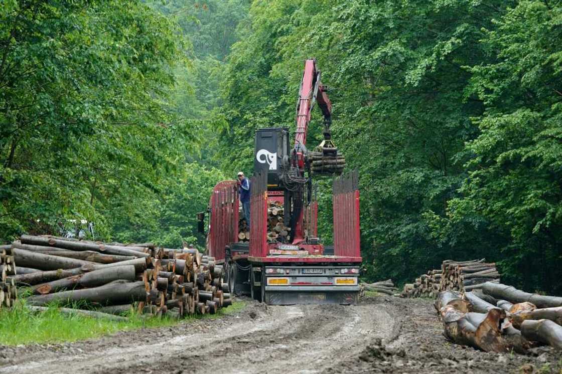 Only a small part of the Carpathian forest is strictly protected in Poland