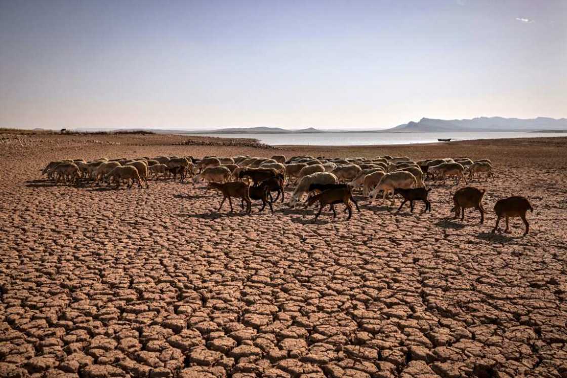 A herd of sheep walk over cracked earth at Al Massira Dam A herd of sheep walk over cracked earth at Al Massira Dam