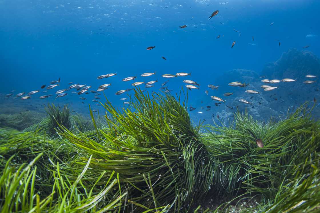 Fish coming out of the Seagrass Fish coming out of the Seagrass