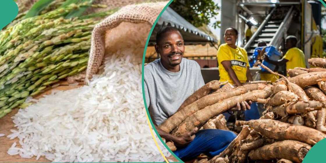 NDDC sparks agricultural revolution NDDC sparks agricultural revolution