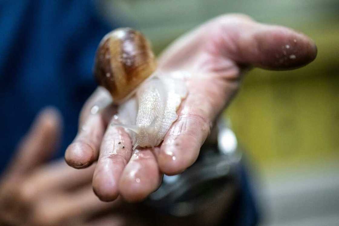 Burgundy snails -- or escargots de Bourgogne -- are notoriously difficult to farm as they don't take well to crowded conditions Burgundy snails -- or escargots de Bourgogne -- are notoriously difficult to farm as they don't take well to crowded conditions