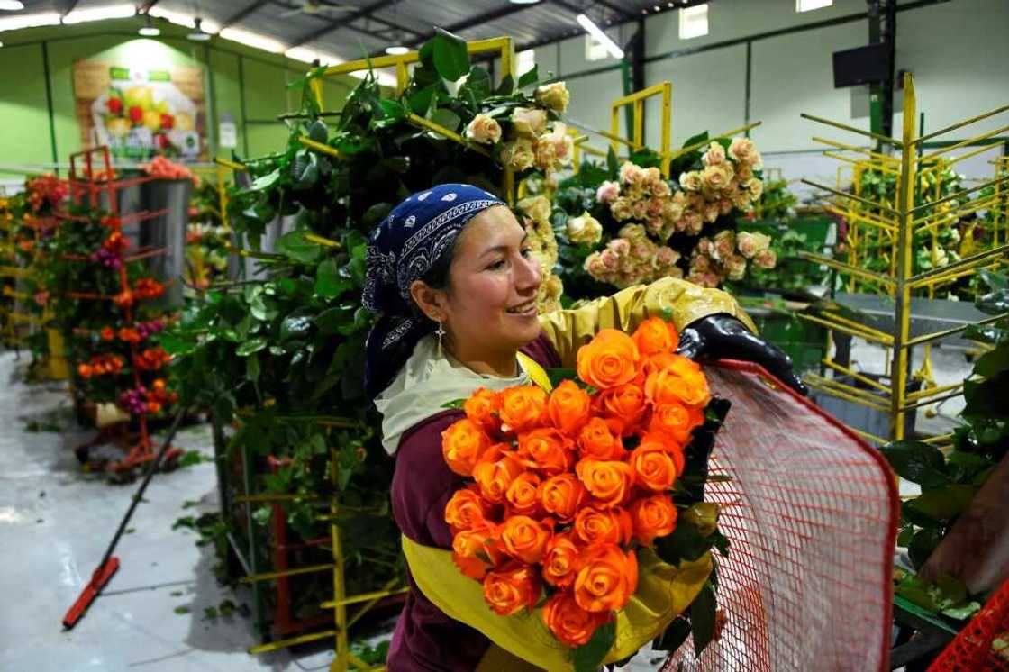 Russia was Ecuador's second-biggest country client for flowers in 2021, behind the United States