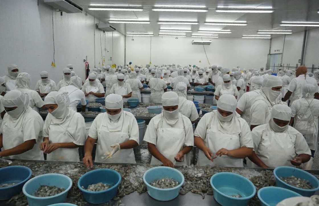 Employees peel shrimp and prepare it for export at a factory in Choluteca, Honduras