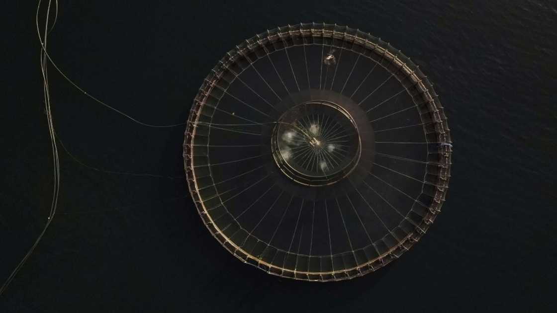 Salmon pen belonging to the Tassal company located off Charlotte Cove, in the d'Entrecasteaux Channel in Tasmania. Salmon pen belonging to the Tassal company located off Charlotte Cove, in the d'Entrecasteaux Channel in Tasmania.