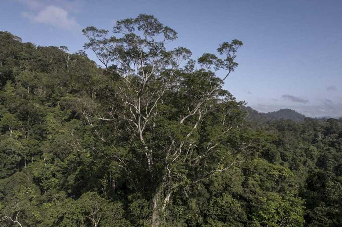 This handout picture released by NGO Imazon shows an Angelim Vermelho tree (Dinizia Excelsa Ducke) which is the tallest ever found in the  Amazon This handout picture released by NGO Imazon shows an Angelim Vermelho tree (Dinizia Excelsa Ducke) which is the tallest ever found in the  Amazon