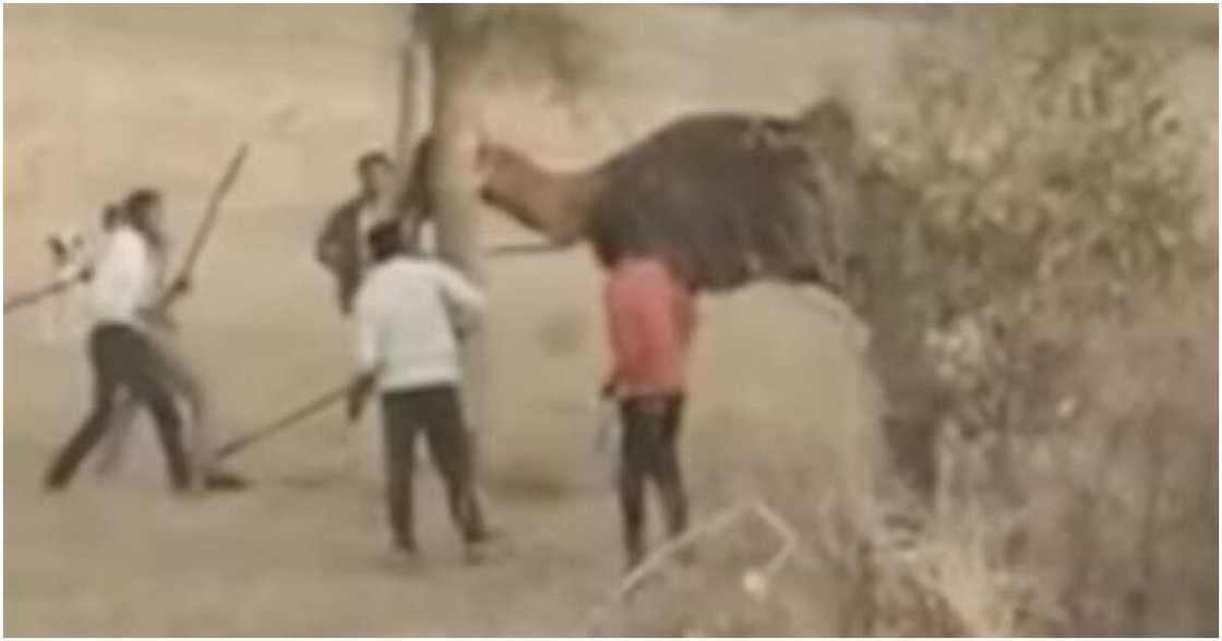 Rakumin waje ya kashe mai gidansa a India Rakumin waje ya kashe mai gidansa a India