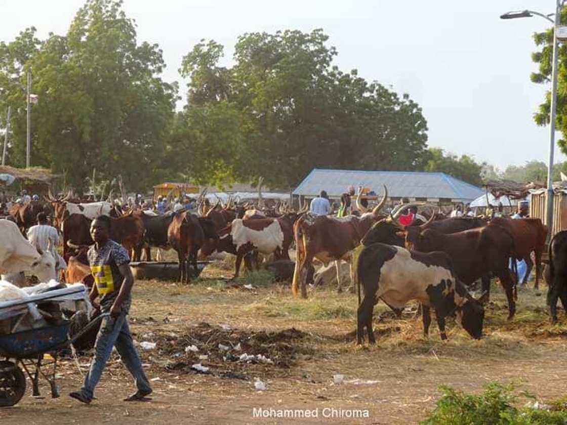 Wata sabuwa: Dillalan shanu da na kayan abinci sun shiga yajin aikin kai kaya Kudu Wata sabuwa: Dillalan shanu da na kayan abinci sun shiga yajin aikin kai kaya Kudu