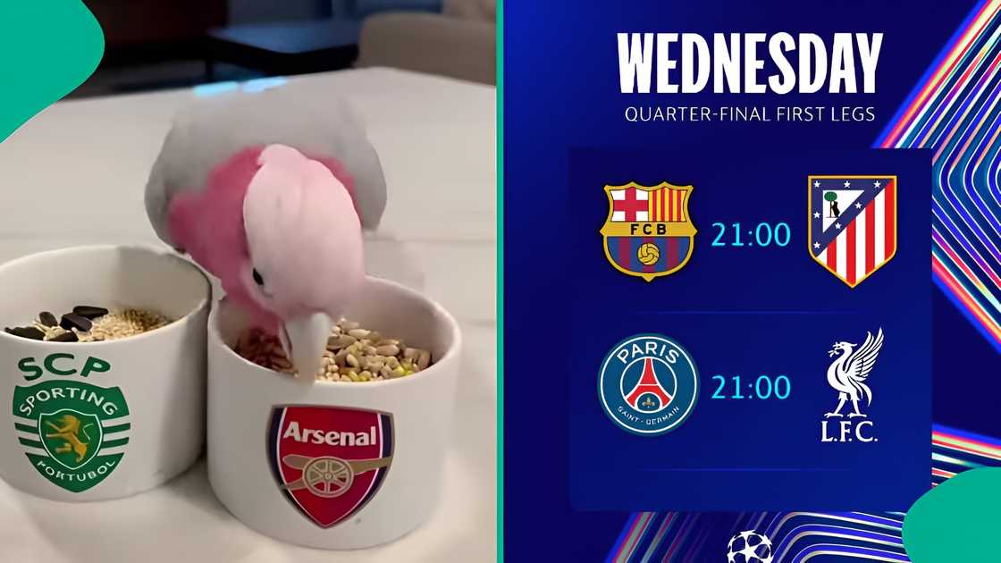 Parrot stuns fans with new predictions ahead of big UEFA matches Parrot stuns fans with new predictions ahead of big UEFA matches