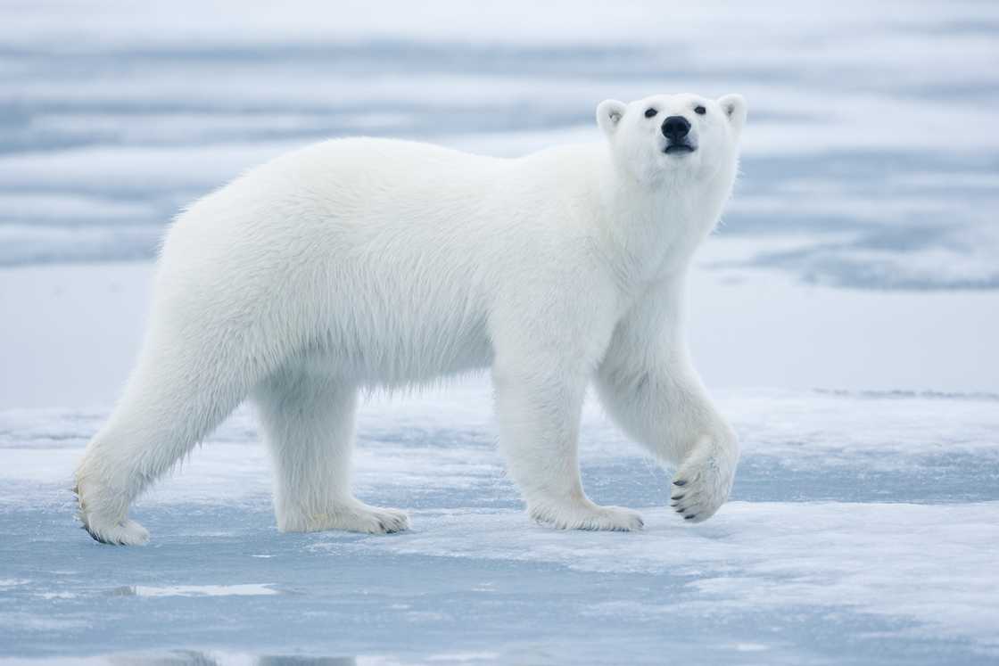 A Polar bear on ice