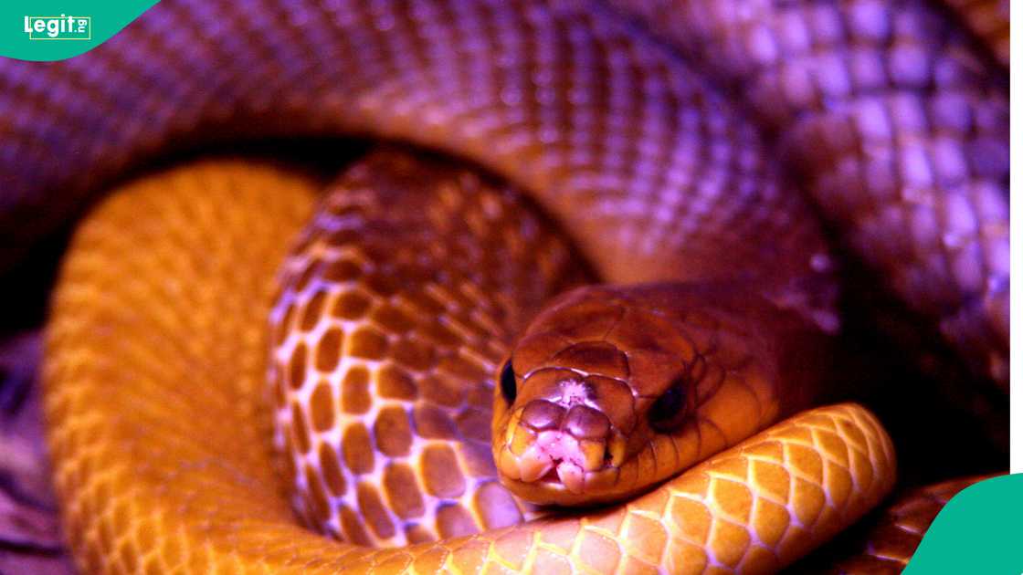 Singer Ifunanya Nwangene’s death highlights Nigeria’s neglected snakebite emergency. Singer Ifunanya Nwangene’s death highlights Nigeria’s neglected snakebite emergency.