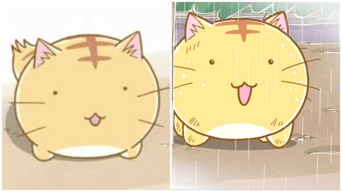 famous anime cats