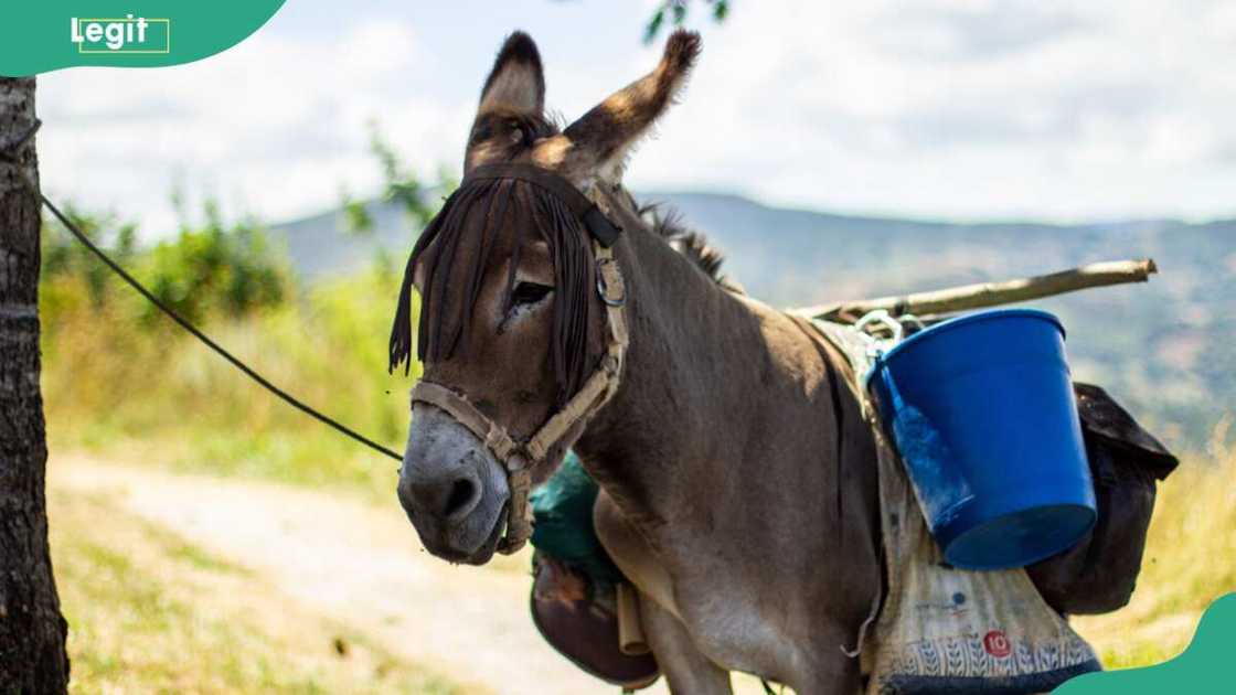 A donkey carrying luggage on its back A donkey carrying luggage on its back