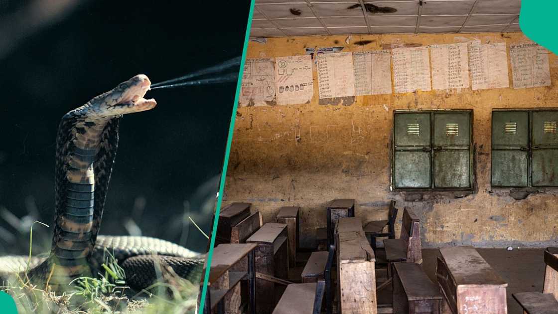 Panic spreads in Abuja as a school headmaster dies from a venomous snake bite in his office weeks before Ifunanya’s death. Panic spreads in Abuja as a school headmaster dies from a venomous snake bite in his office weeks before Ifunanya’s death.