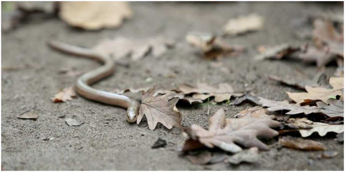 5 unbeatable ways to prevent snakes from entering your toilets in 2021 5 unbeatable ways to prevent snakes from entering your toilets in 2021