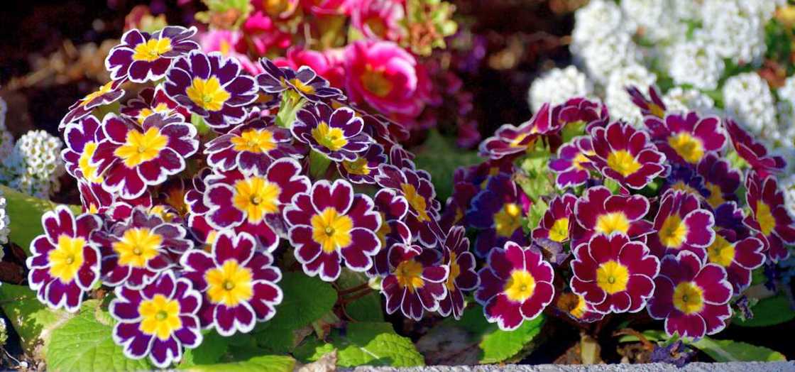 Primrose flowers of different colours in a garden