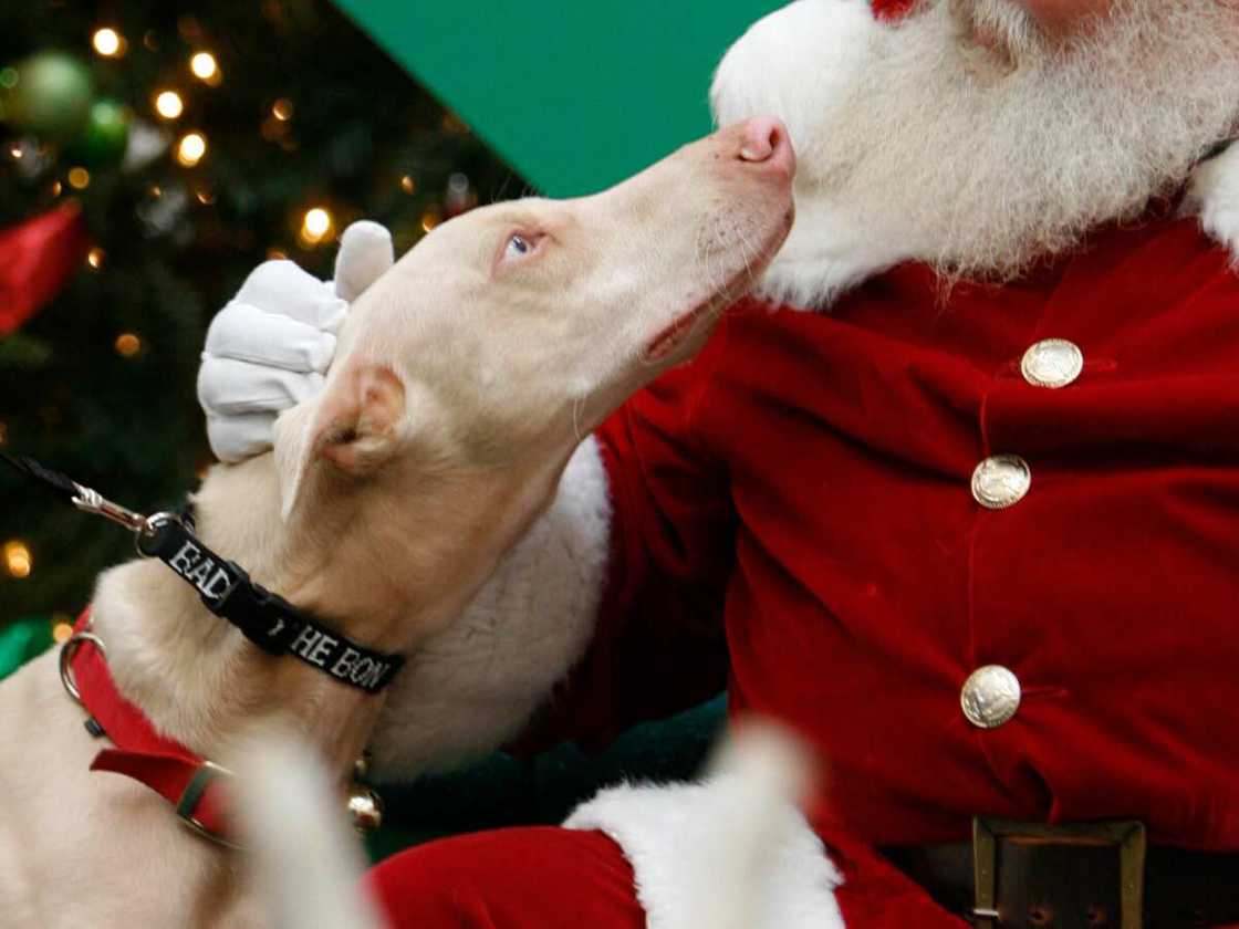 Doberman Blanc Doberman Blanc
