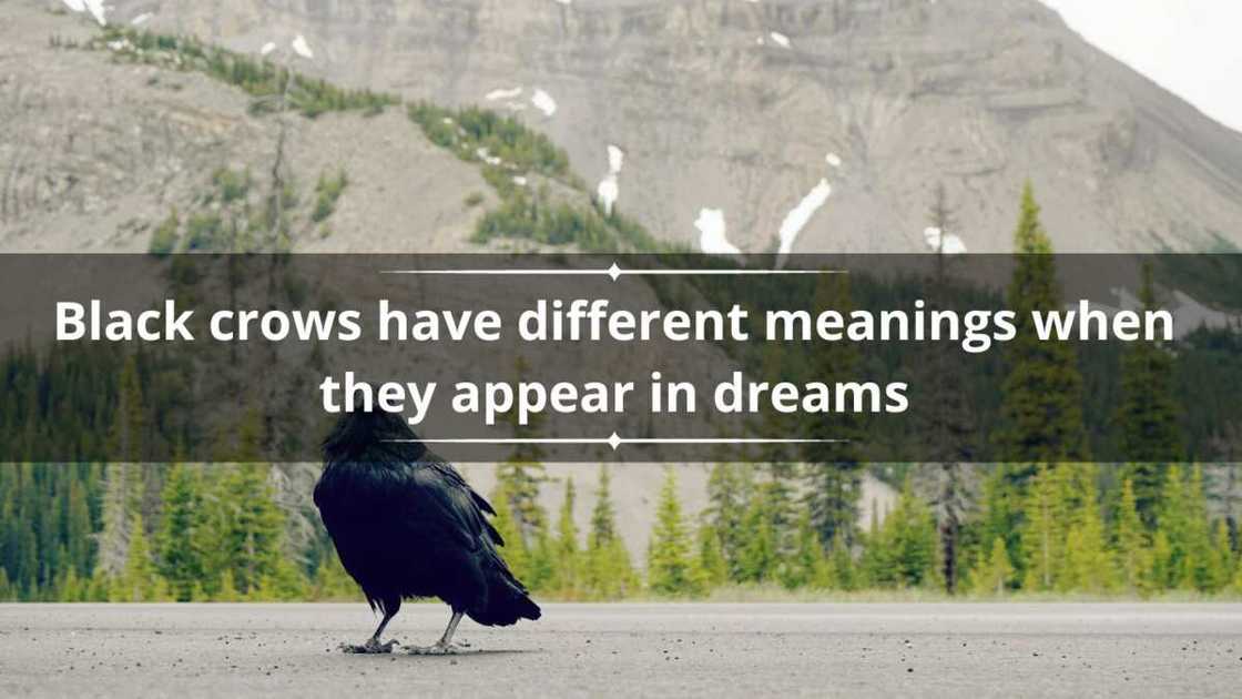 what does it mean when you see a black crow what does it mean when you see a black crow