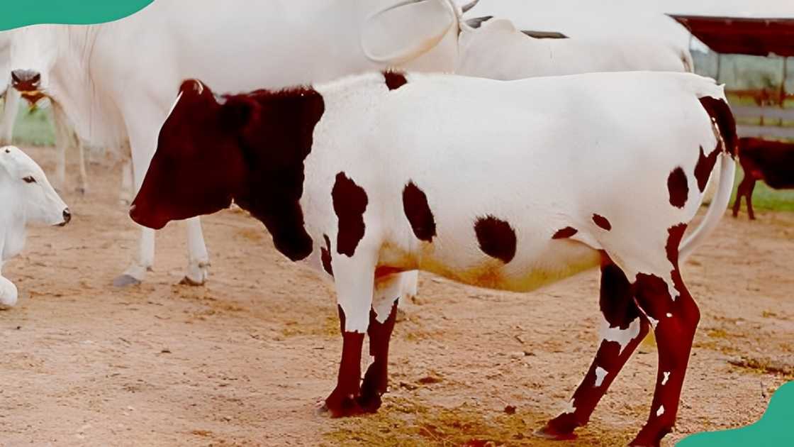 Muturu cattle breed