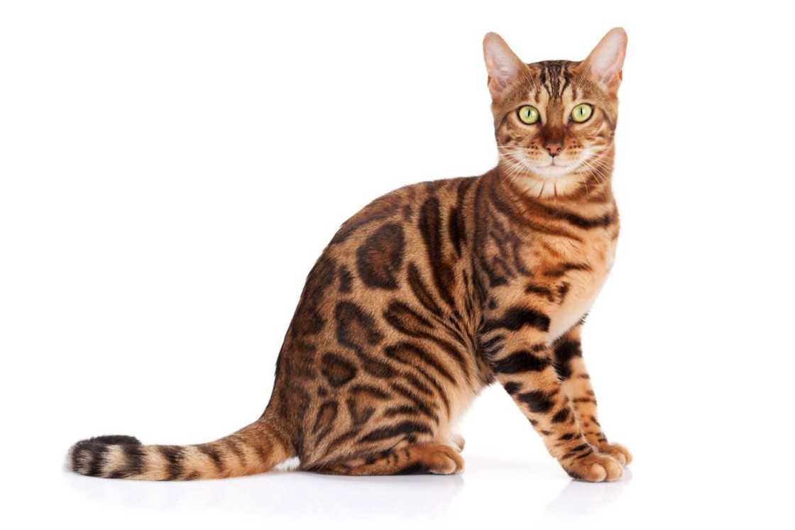 chat le plus beau bengal chat le plus beau bengal