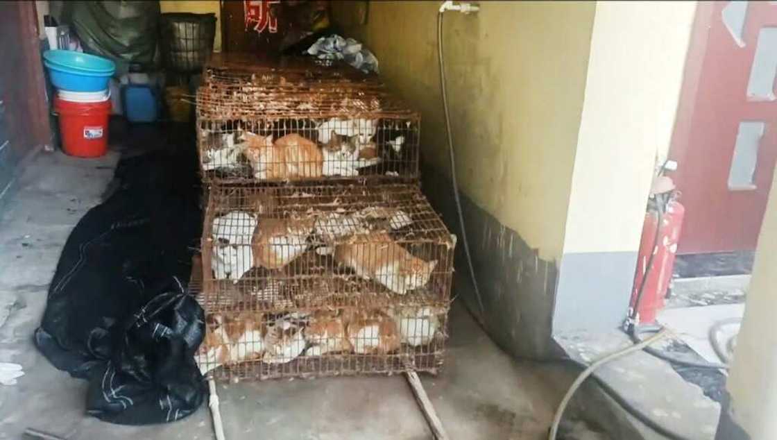 Most of the rescued felines are believed to have been household pets Most of the rescued felines are believed to have been household pets