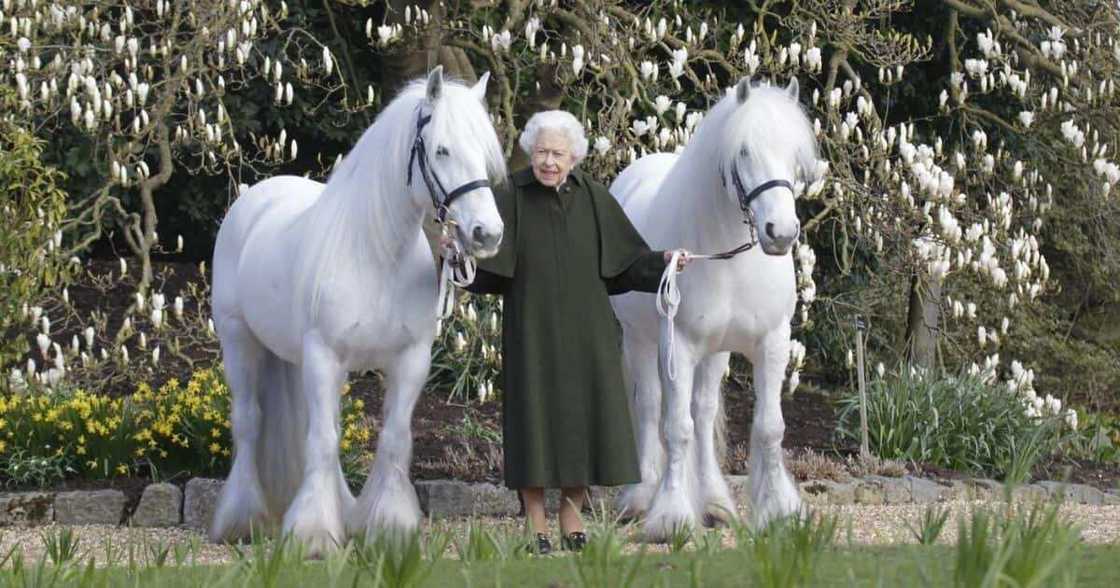 Royal Windsor Horse Show, New Photo, Queen Elizabeth II, Horses, 96th Birthday Royal Windsor Horse Show, New Photo, Queen Elizabeth II, Horses, 96th Birthday