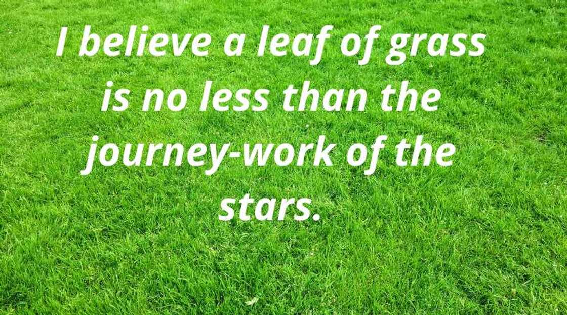 Walt Whitman famous quotes Walt Whitman famous quotes