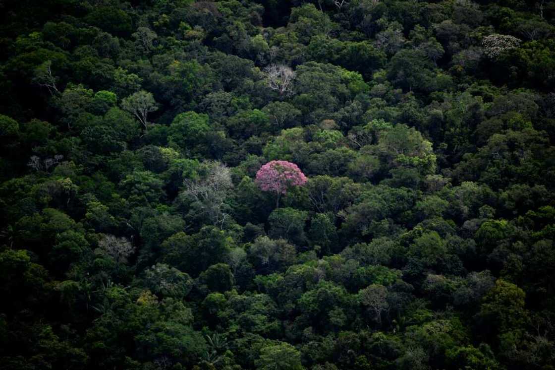 Aerial view of the Amazon rainforest