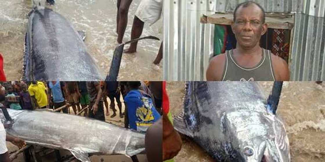 How Rivers fisherman killed mysterious swordfish; man narrates as photos, video go viral; cause stir How Rivers fisherman killed mysterious swordfish; man narrates as photos, video go viral; cause stir