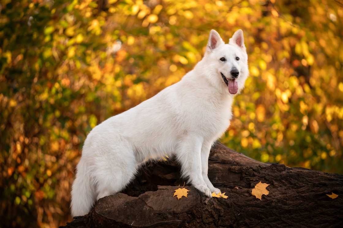 White Swiss Shepherd on an autumn walk