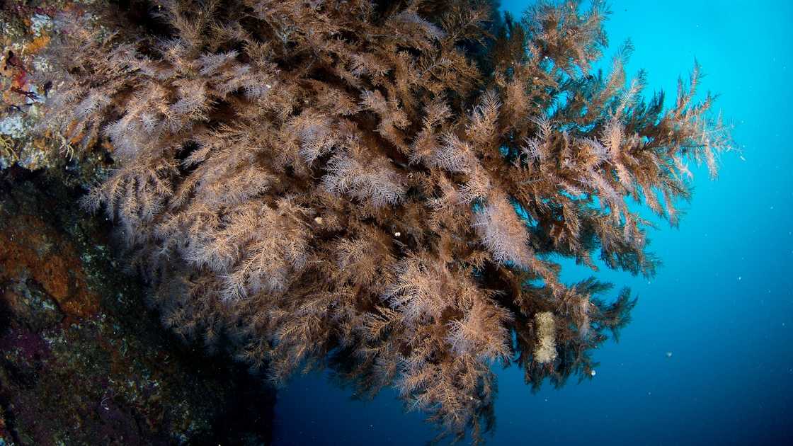 A Black coral tree in the Sea of Cortez. A Black coral tree in the Sea of Cortez.