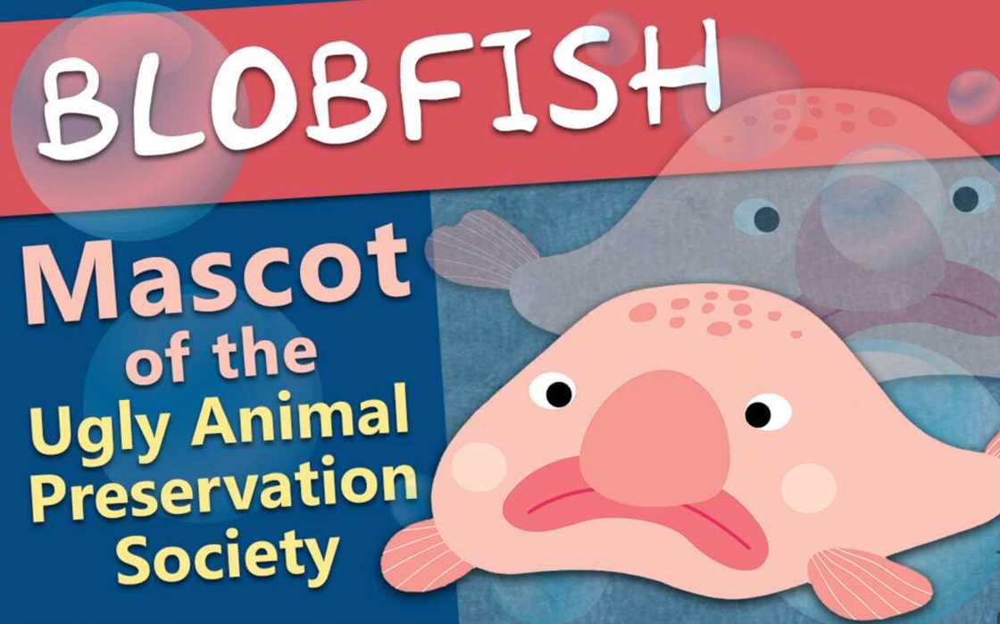 Blobfish Blobfish