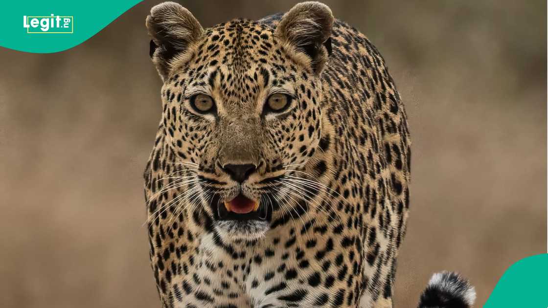 Leopard attacks workers inside an alcohol store in Todaraisingh, Rajasthan, India, after emerging from nearby bushes and injuring several people. Leopard attacks workers inside an alcohol store in Todaraisingh, Rajasthan, India, after emerging from nearby bushes and injuring several people.