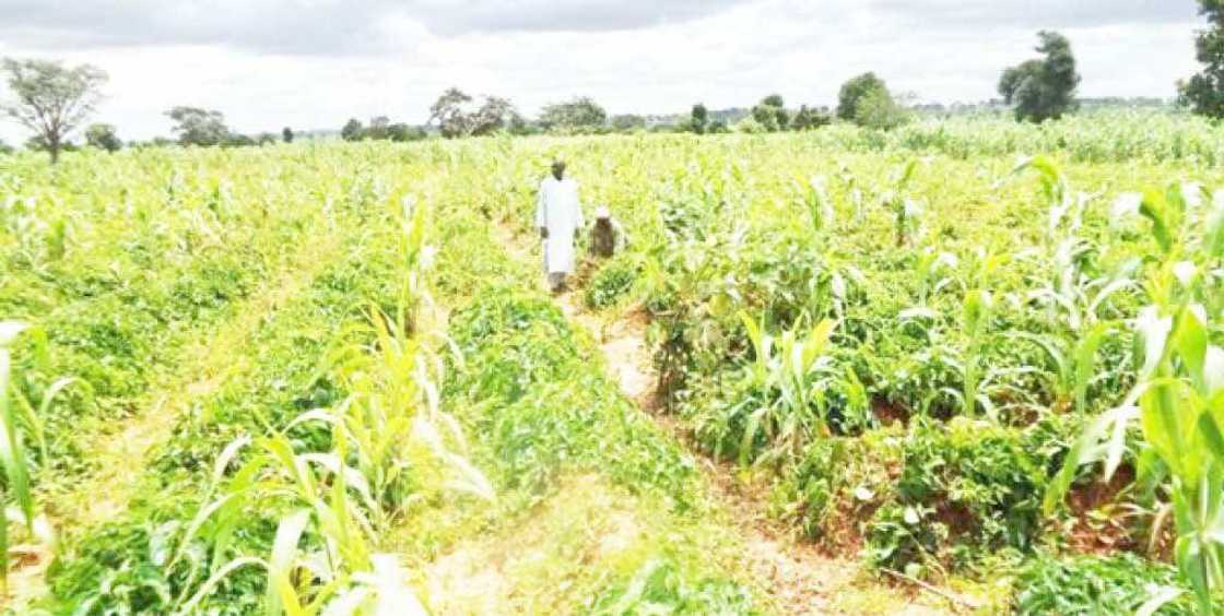 Yadda 'yan ISWAP suka sace manoma a jihar Borno Yadda 'yan ISWAP suka sace manoma a jihar Borno