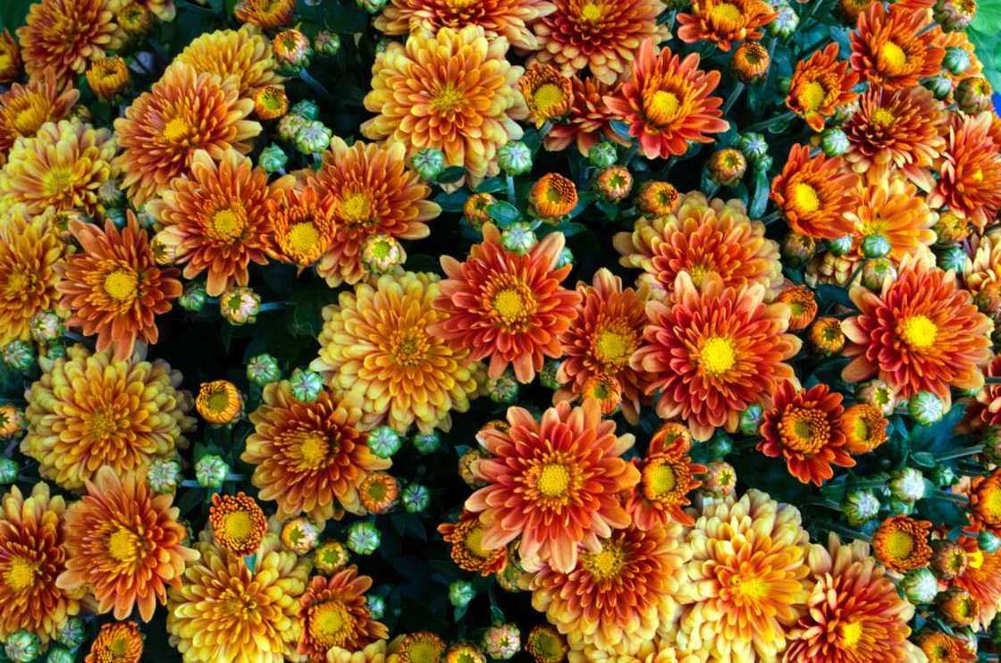 Chrysanthemum in full bloom