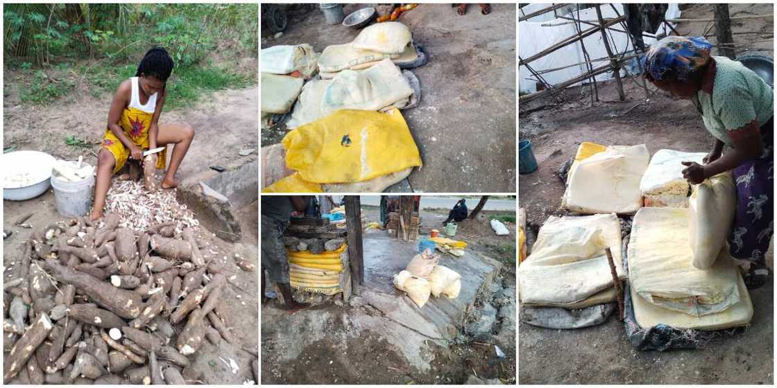 Nigerian Lady Who Recently Harvested Cassava from Her Farm Showcases the Bags of Garri it Produced, Many React