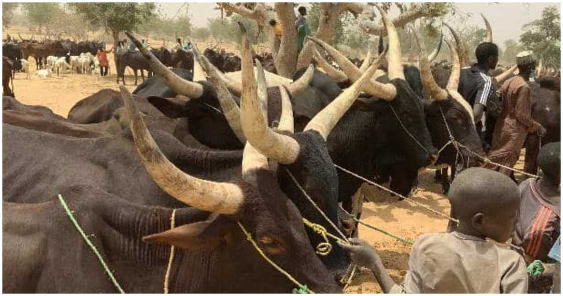 Anthrax/Anthrax disease Anthrax/Anthrax disease