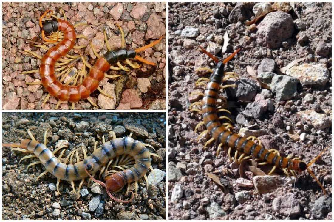 Horrifying animals Horrifying animals