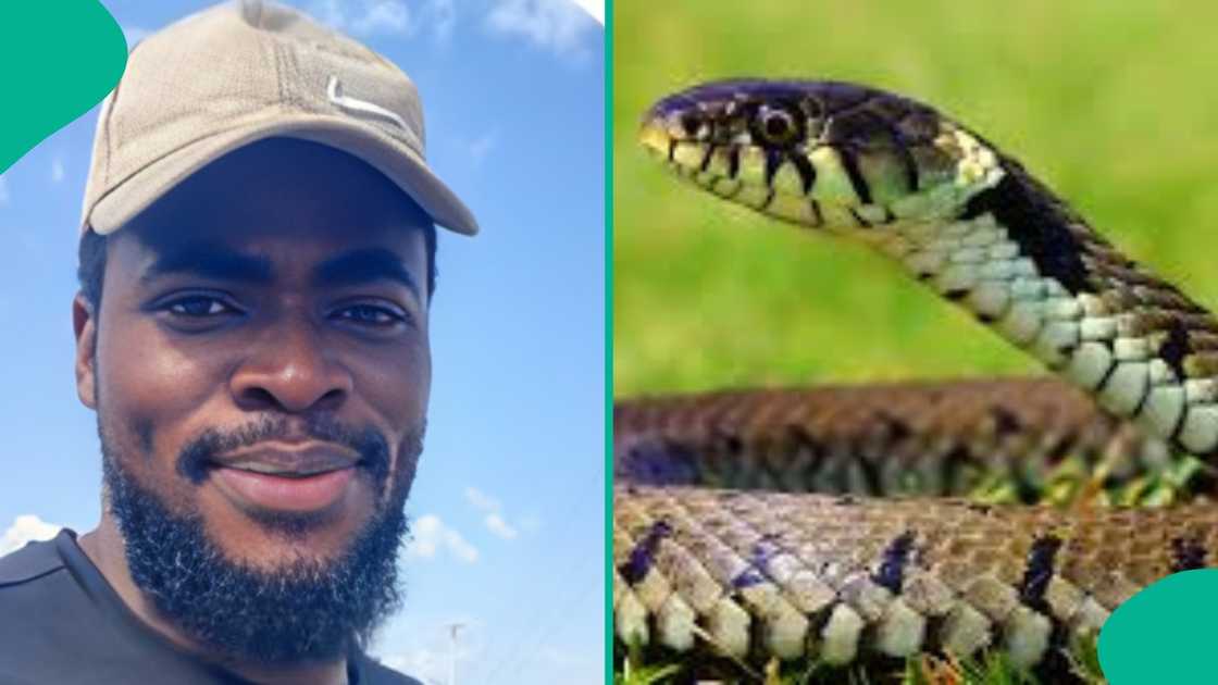 Nigerian man finds snake in his new apartment, inside the kitchen Nigerian man finds snake in his new apartment, inside the kitchen