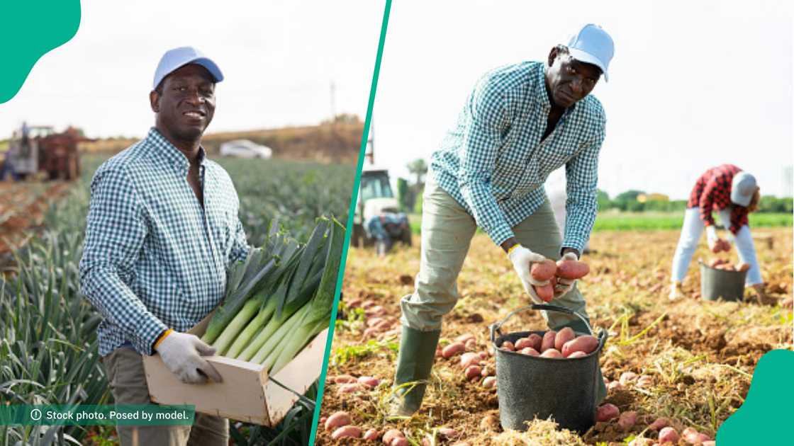 Farmer narrates how he came up with quick plan which made him workers refuse their Christmas holiday Farmer narrates how he came up with quick plan which made him workers refuse their Christmas holiday