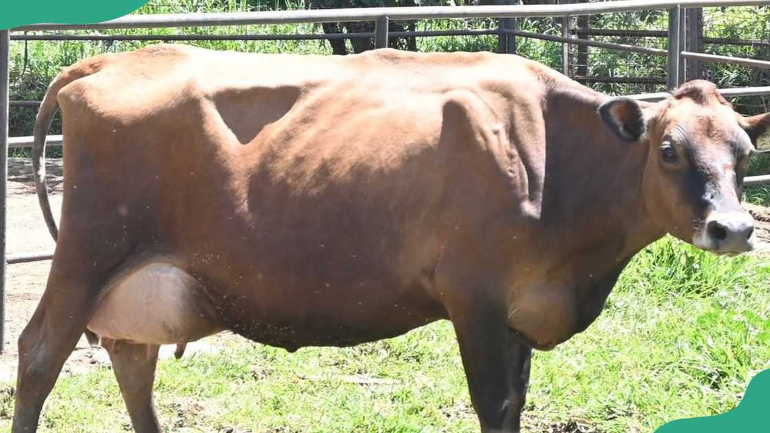 Jersey cattle Jersey cattle