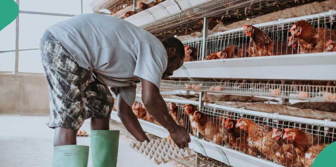 Egg price in Nigeria, chicken feed price Egg price in Nigeria, chicken feed price