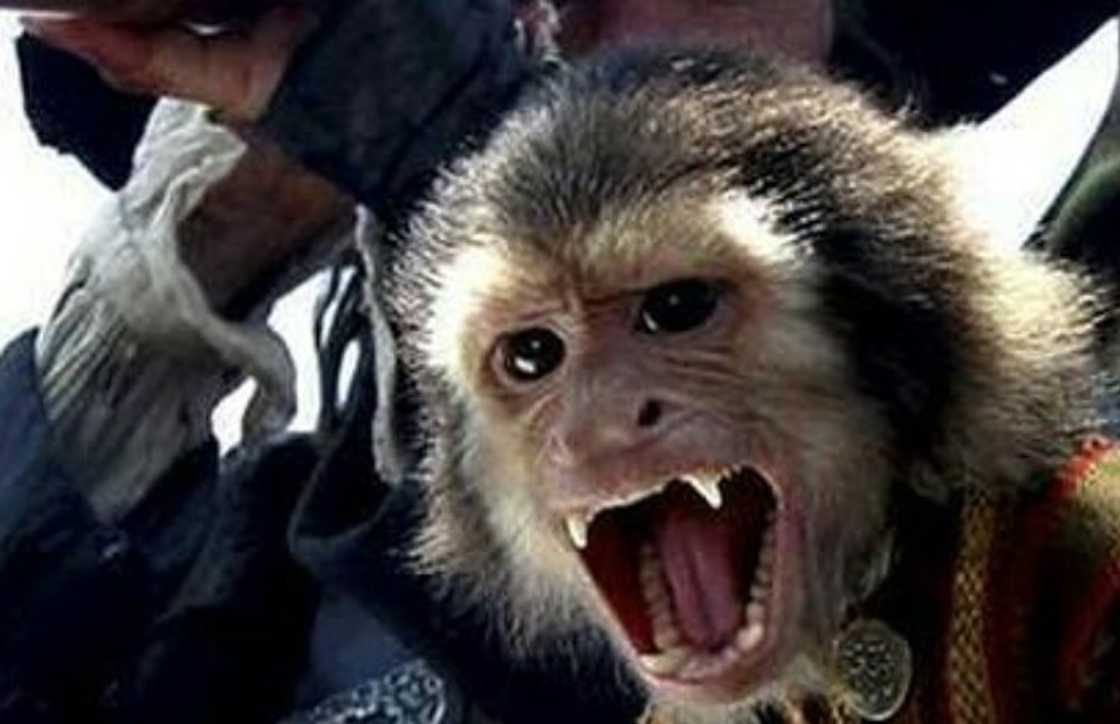 Jack the monkey on Pirates of the Caribbean Jack the monkey on Pirates of the Caribbean