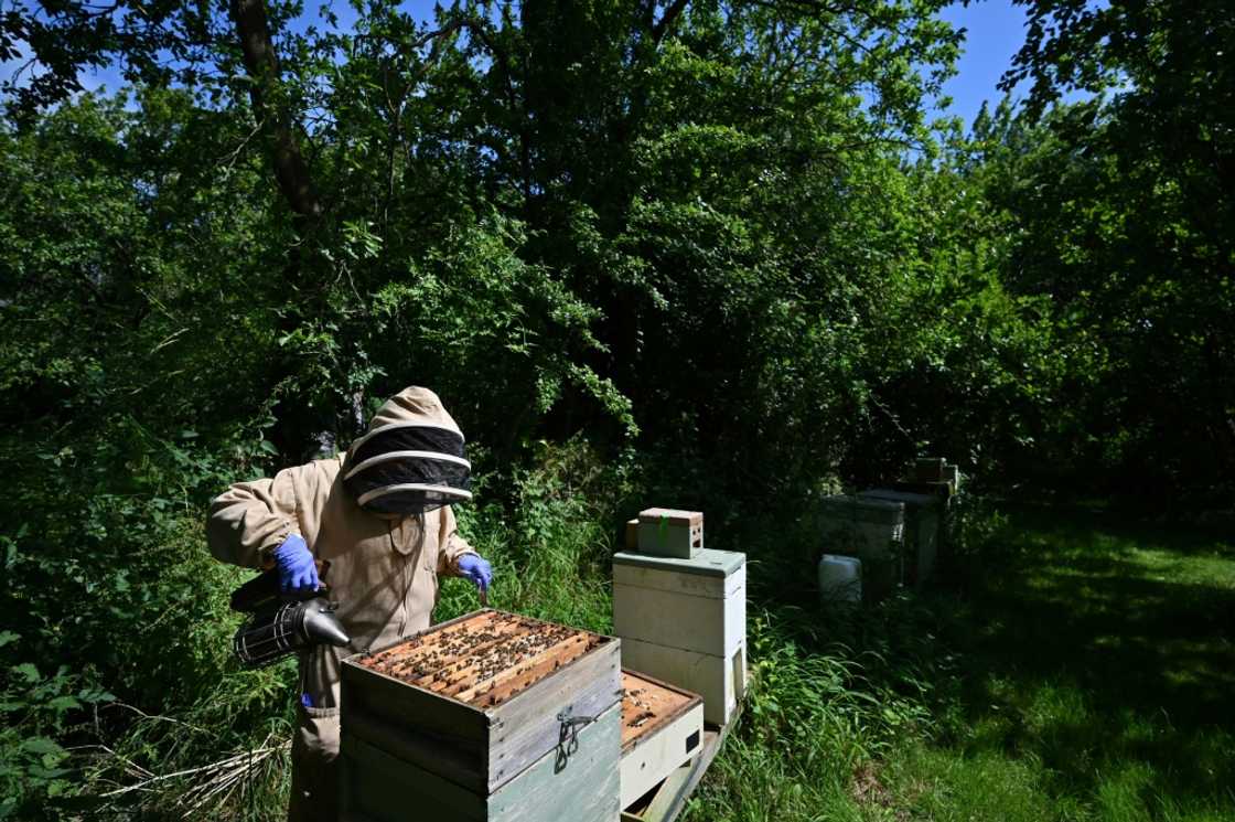 Beekeeper Lynne Ingram tends to a hive in Somerset