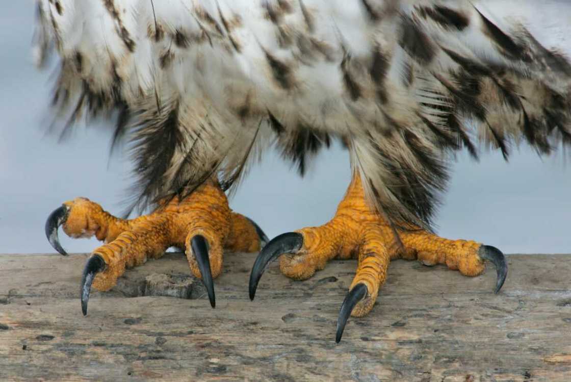 Symbol of power and strength Symbol of power and strength