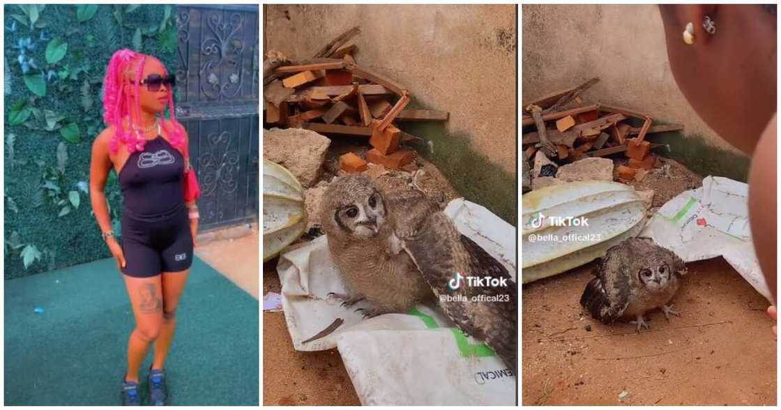 Nigerian lady, big-eyed bird, owl, compound Nigerian lady, big-eyed bird, owl, compound