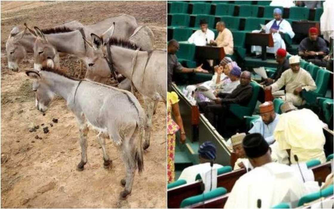 Majalisar wakilai na daf da zartar da doka a kan kisa, safara da cin naman Jakai Majalisar wakilai na daf da zartar da doka a kan kisa, safara da cin naman Jakai