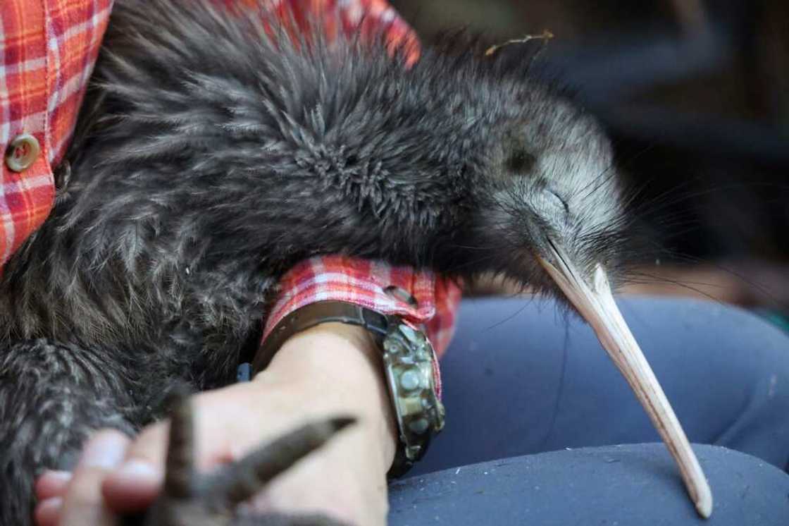 Kiwis are under threat in New Zealand, where dogs are the among the main predators of the native flightless birds in the wild Kiwis are under threat in New Zealand, where dogs are the among the main predators of the native flightless birds in the wild